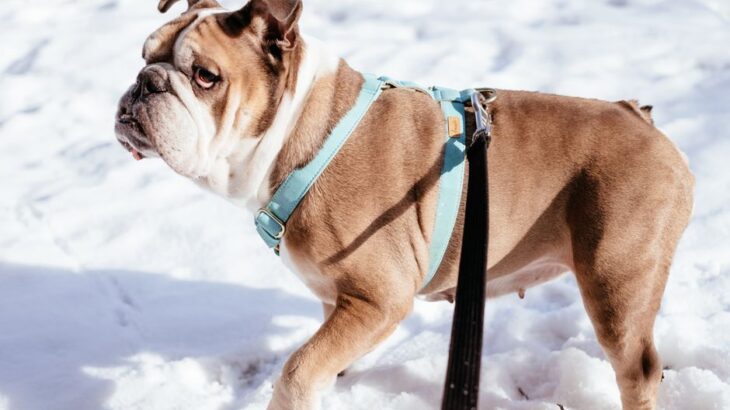 A happy dog wearing a padded harness during a walk in the park, showcasing comfort and style.